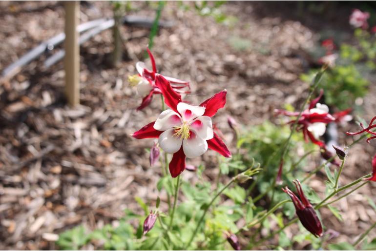 Aquilegia 'Crimson Star' -1000