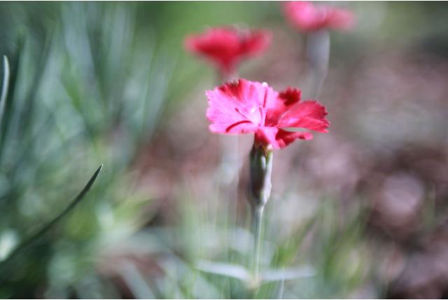 Rotsanjer 'Badenia' Rotsanjer 'Badenia'