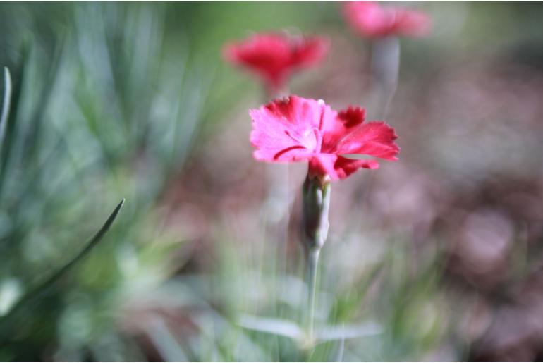 Dianthus gratianopolitanus 'Badenia Az' Dianthus gratianopolitanus 'Badenia Az' -1025