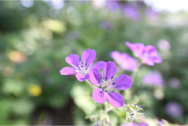 Geranium oxonianum 'Rosenlicht' -1042