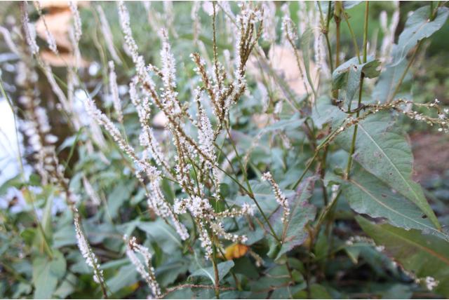 Duizendknoop 'Alba'