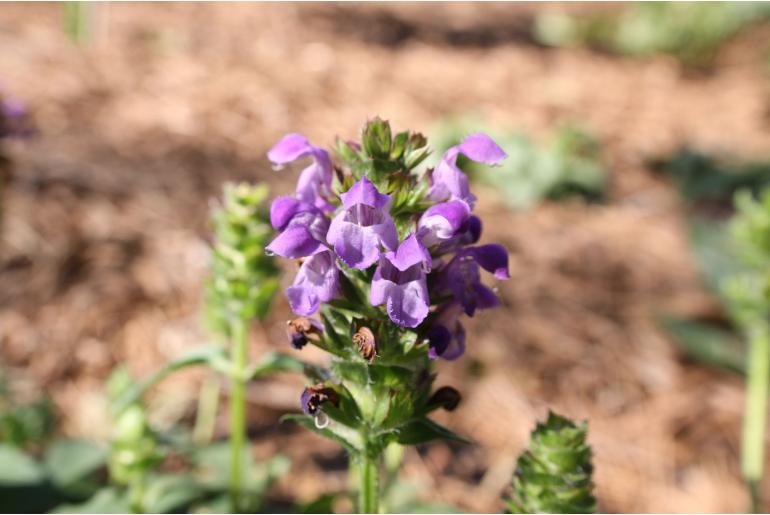 Prunella grandiflora 1103