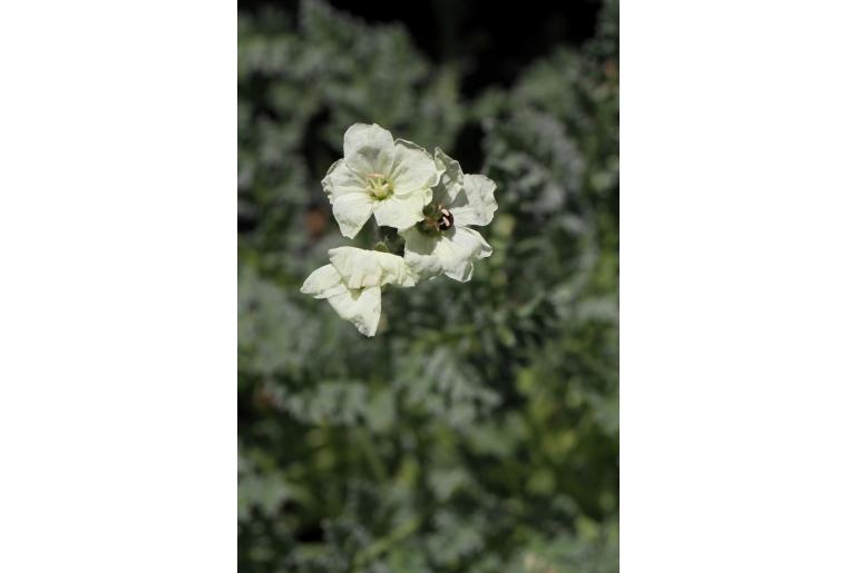 Erodium chrysanthum -1221