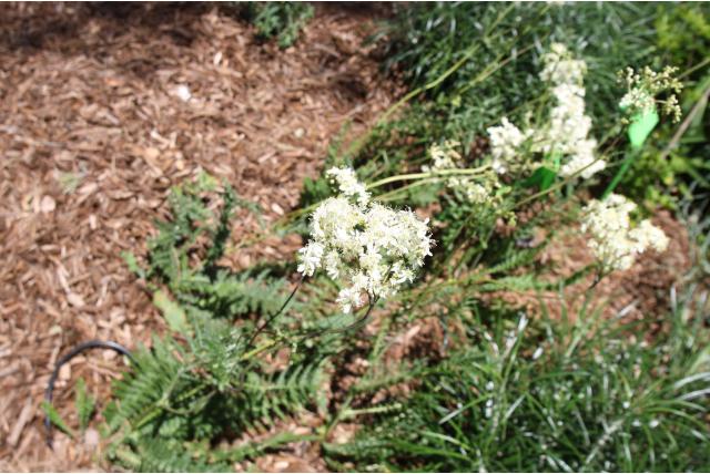 Knolspirea