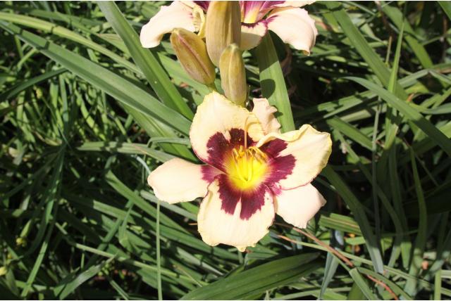 Daglelie 'Moonlit Masquerade'