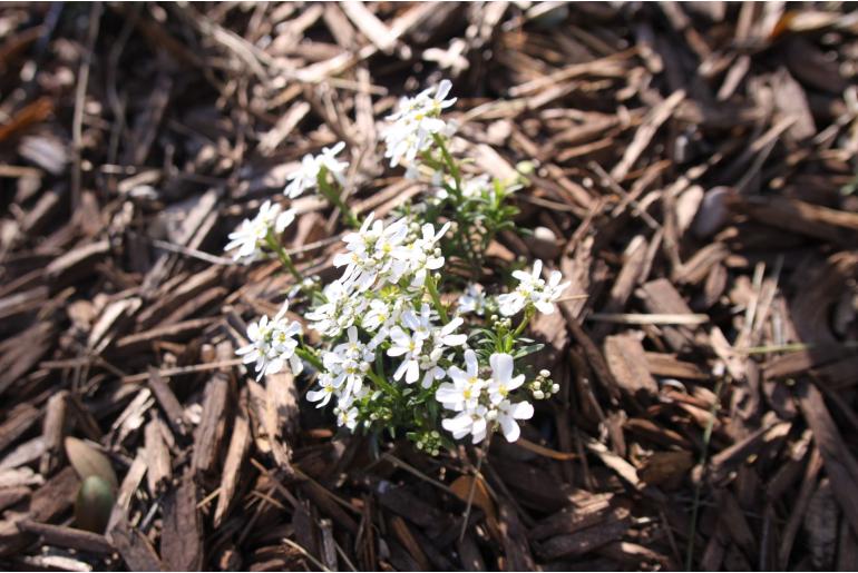 Iberis sempervirens 'Snowflake' -1285
