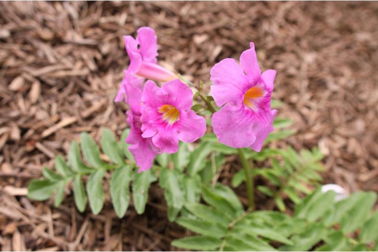 Incarvillea delavayi -1286