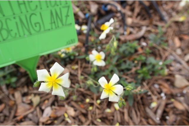 Zonneroosje 'Elfenbeinglanz'
