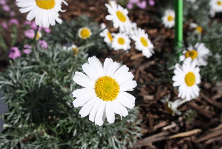 Rhodanthemum hosmariense 1301