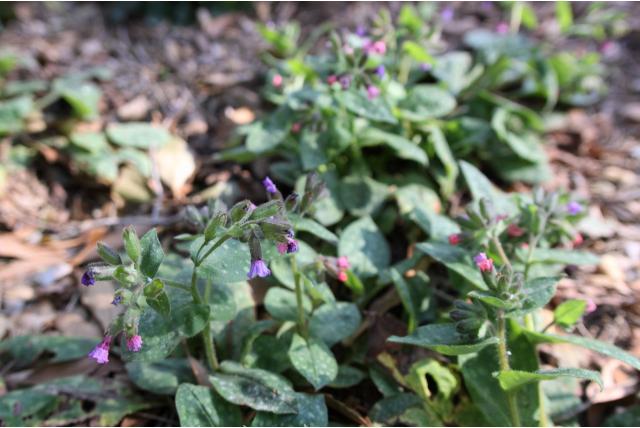 Tuinlongkruid 'Dora Bielefeld'