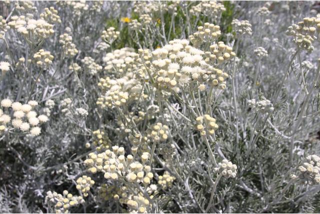 Koninginen bloem
