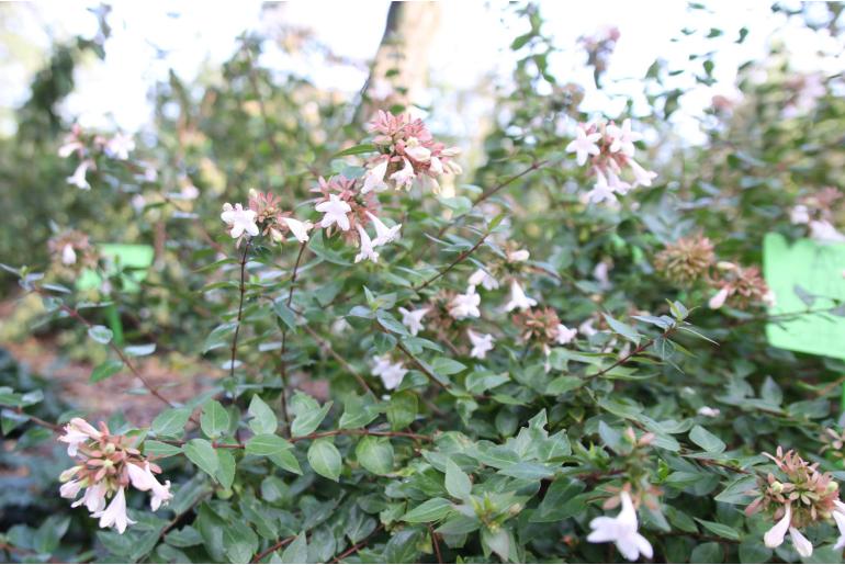 Linnaea x grandiflora 'Sherwood' -1393