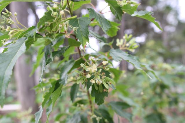 Amur esdoorn 'Compacta'
