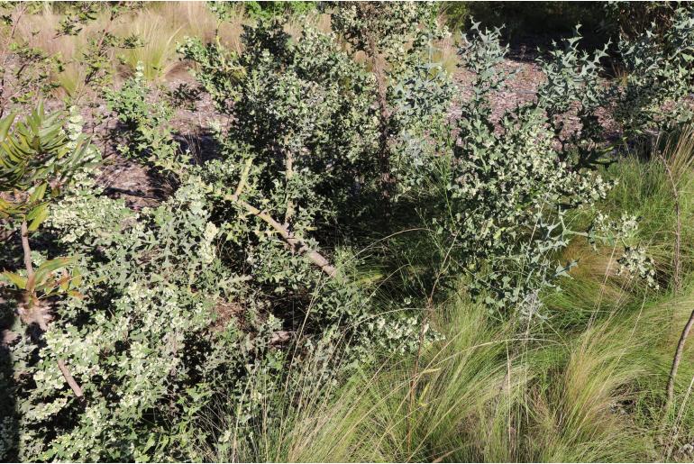 Colletia paradoxa Colletia paradoxa -1424