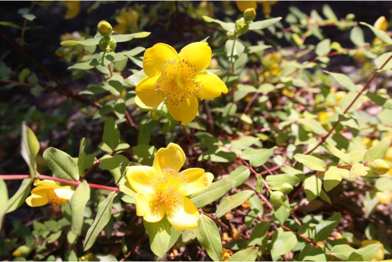 Hypericum x moserianum 1431