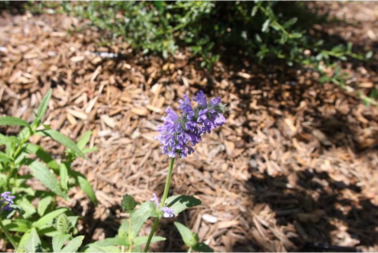 Nepeta nervosa 1434
