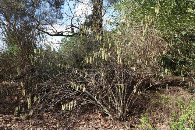 Vroege Stachyurus