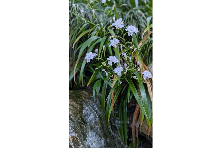 Iris japonica&nbsp;1503