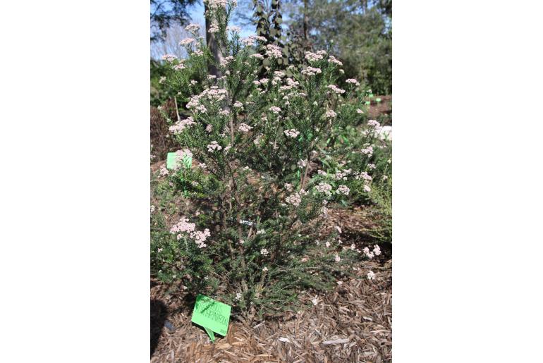 Ozothamnus rosmarinifolius 1533