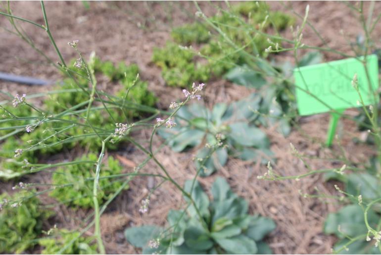 Limonium hungaricum -1650