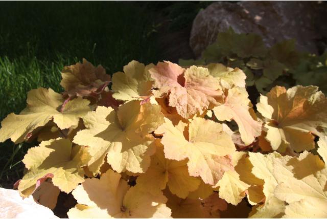 Purperklokje 'Caramel'