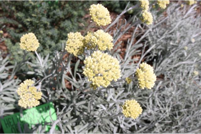 Oosterse strobloem