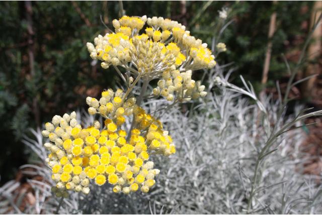 Kerrieplant 'Miel et Curry'