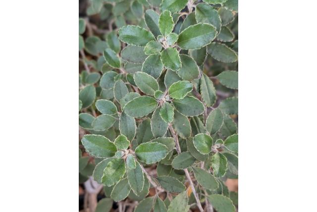 Nieuw zeelandse senecio