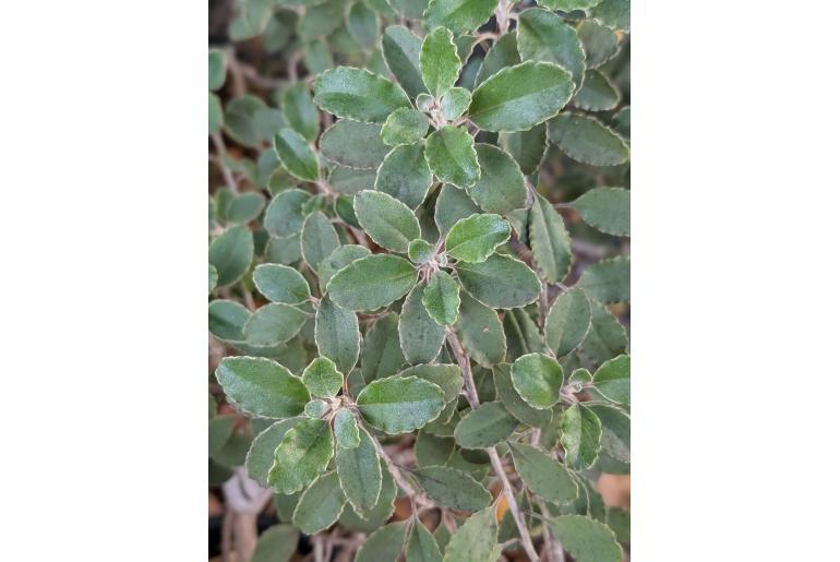 Brachyglottis monroi&nbsp;1801