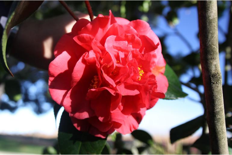 Camellia sasanqua 'Kramer's Supreme' -1808
