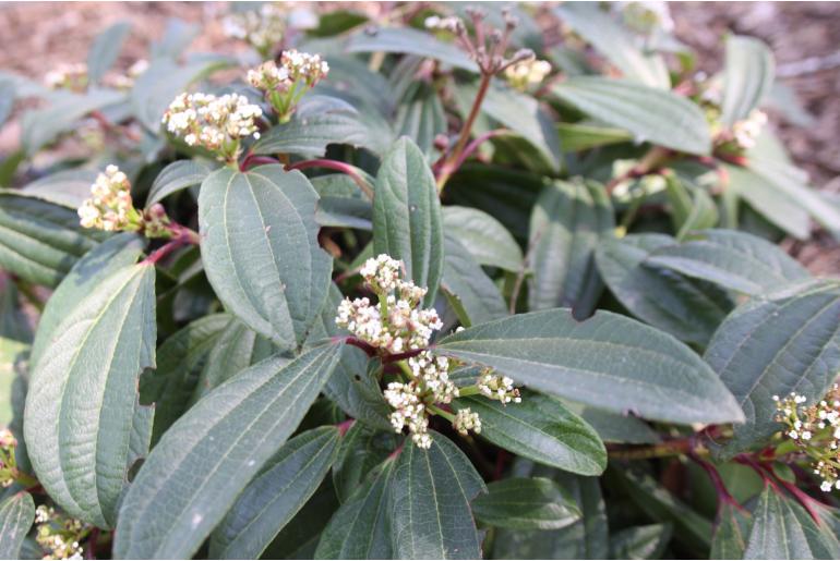 Viburnum davidi -1840