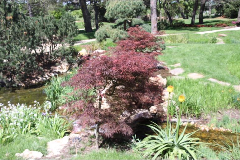 Acer palmatum 'Dissectum Crimson Princess' -1848