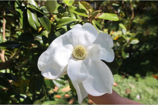 Valse tulpenboom 'Purpan'