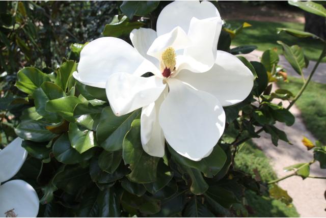 Valse tulpenboom 'Montblanc'