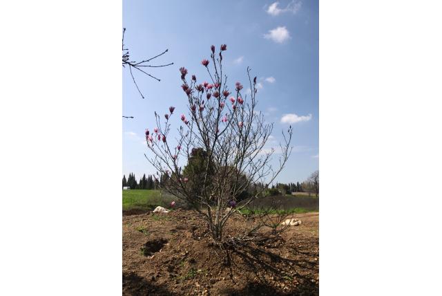 Beverboom 'Jane'