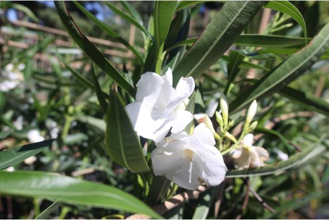 Oleander 'Mont Blanc'