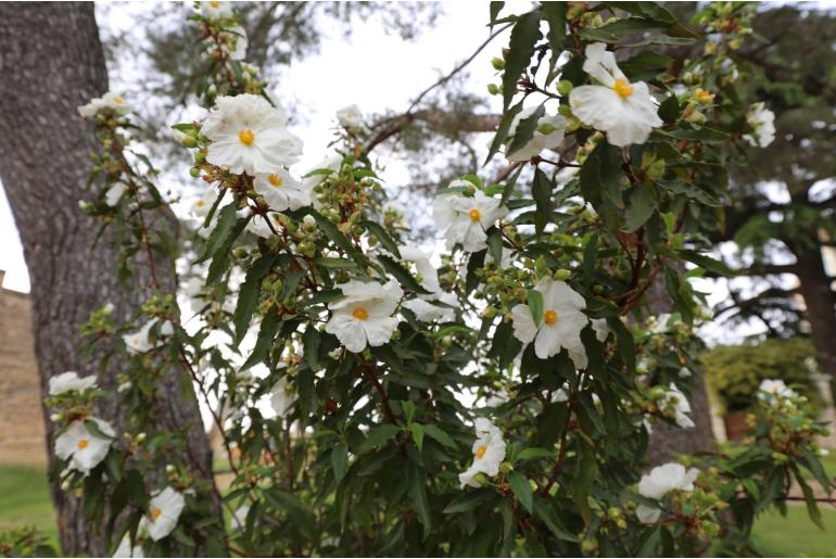 Cistus x aguilari 'Maculatus' -1893