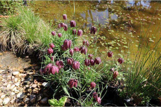 Wilde kievitsbloem