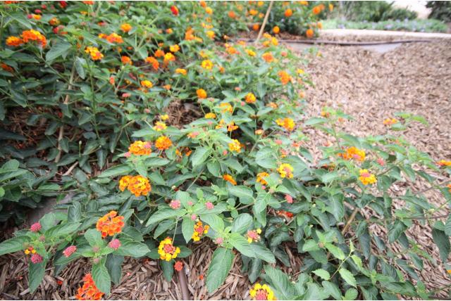 Wisselbloem 'Cascade Orange'