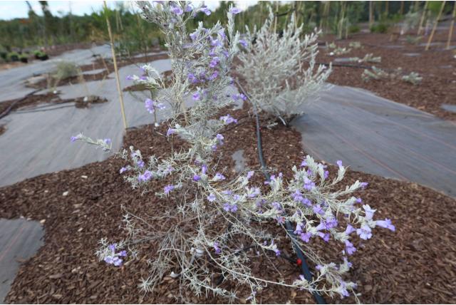 Sneeuwwitte eremophila