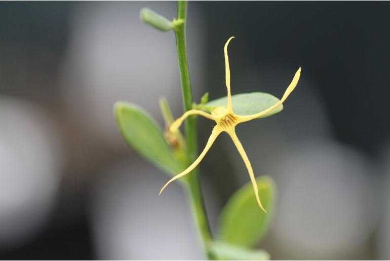 Anthocercis littorea -2525
