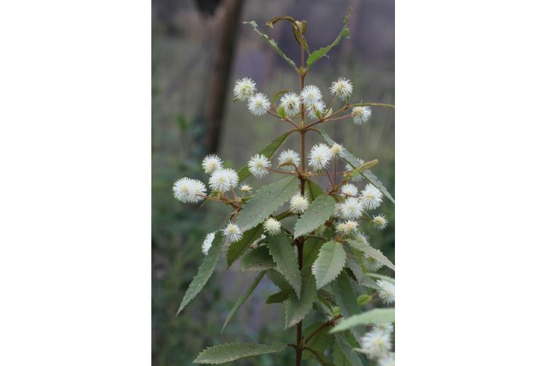 Callicoma serratifolia -2793