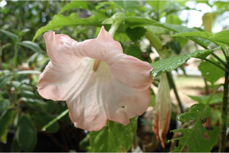Brugmansia sanguinea -2906