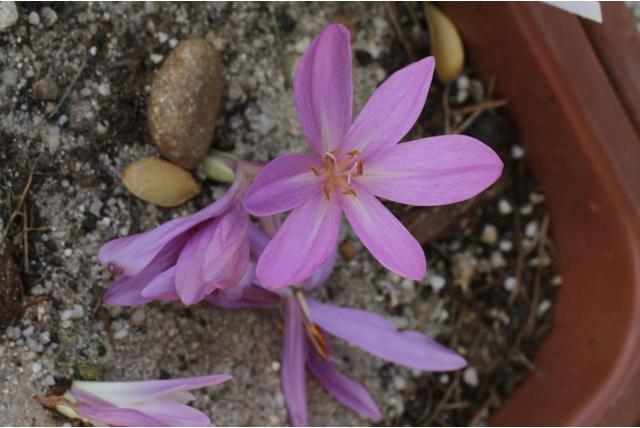 Herfst krokus