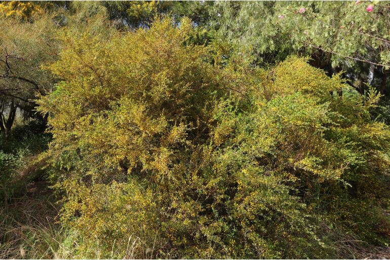 Acacia dictyoneura -2952