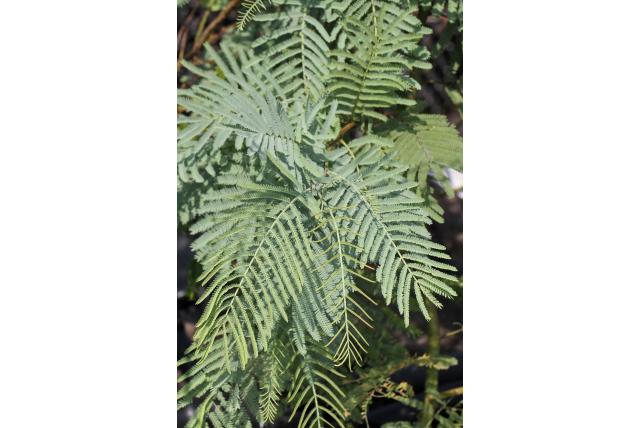 Wit-getakte acacia