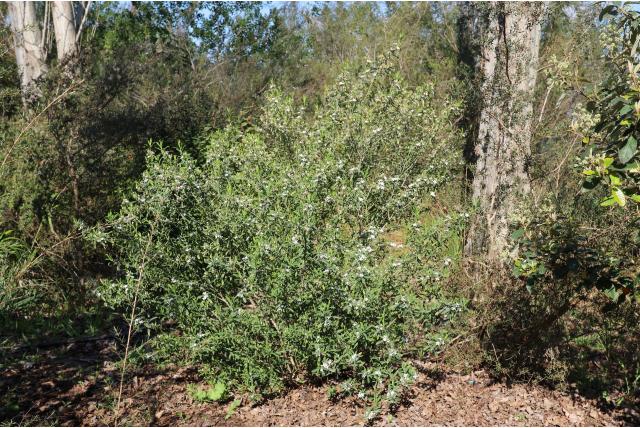 Myoporum-achtige wasbloem