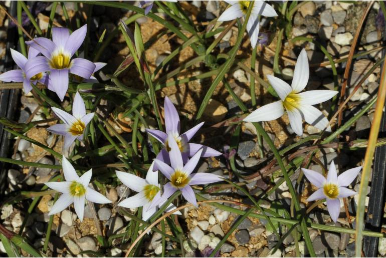 Romulea tabularis -3226