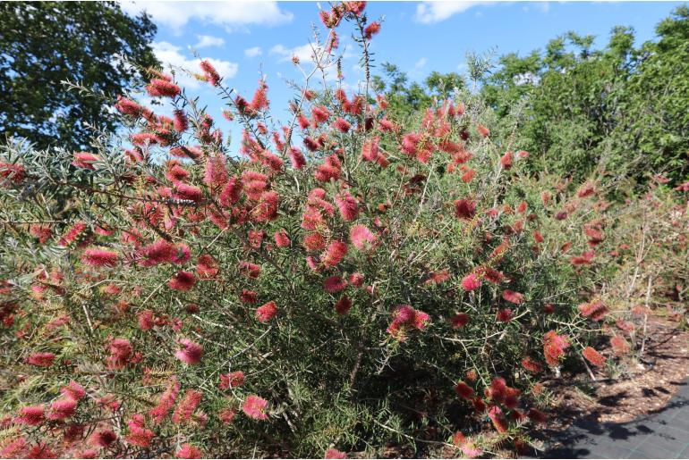 Melaleuca pallida 'Pink' -3479