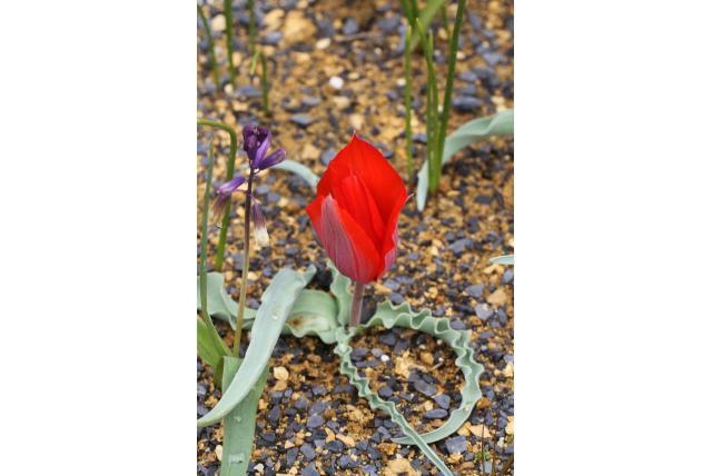 Butkov's tulp